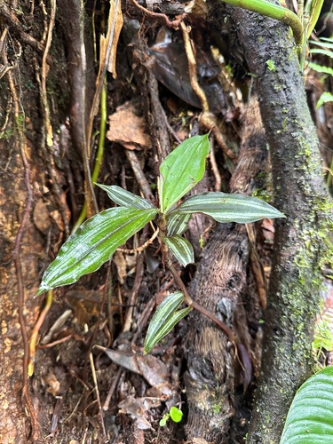 Zebra plant (Tradescantia zebrina): origin and uses — photo 2