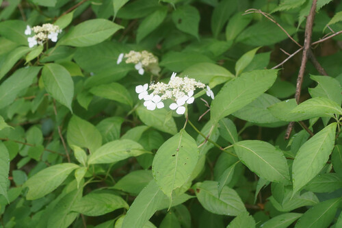 Hydrangea serrata — photo 3