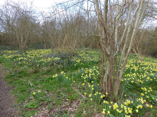 Narcissus pseudonarcissus — photo 2