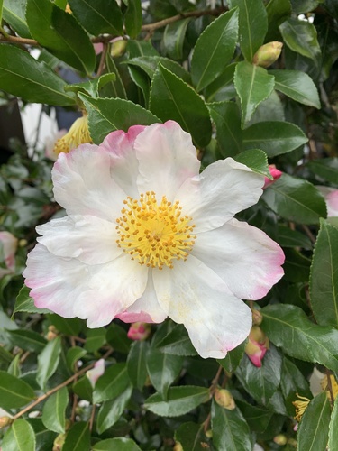 Camellia sasanqua — photo 1