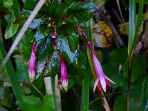 Fuchsia — photo 3