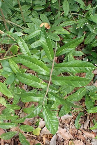 Zamioculcas zamiifolia — photo 2