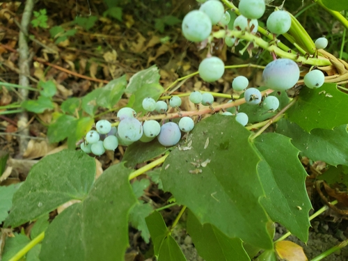 Berberis — photo 3