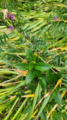 Leucanthemum maximum — photo 2