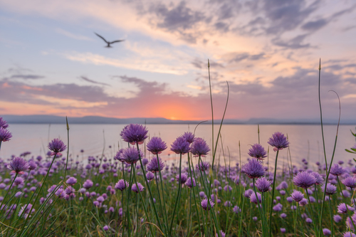 Allium schoenoprasum — photo 2
