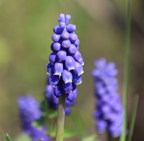 Muscari armeniacum — photo 1
