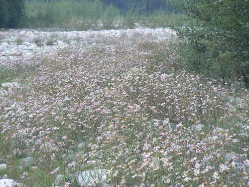 Chrysanthemum — photo 3