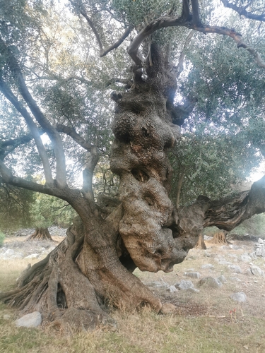 Olive (Olea europaea): origin and uses β photo 3