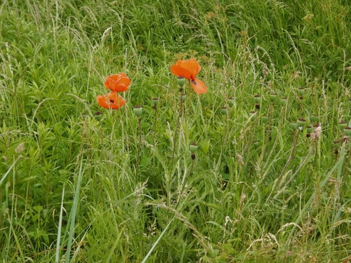 Pavot d'Orient (Papaver orientale) — photo 3