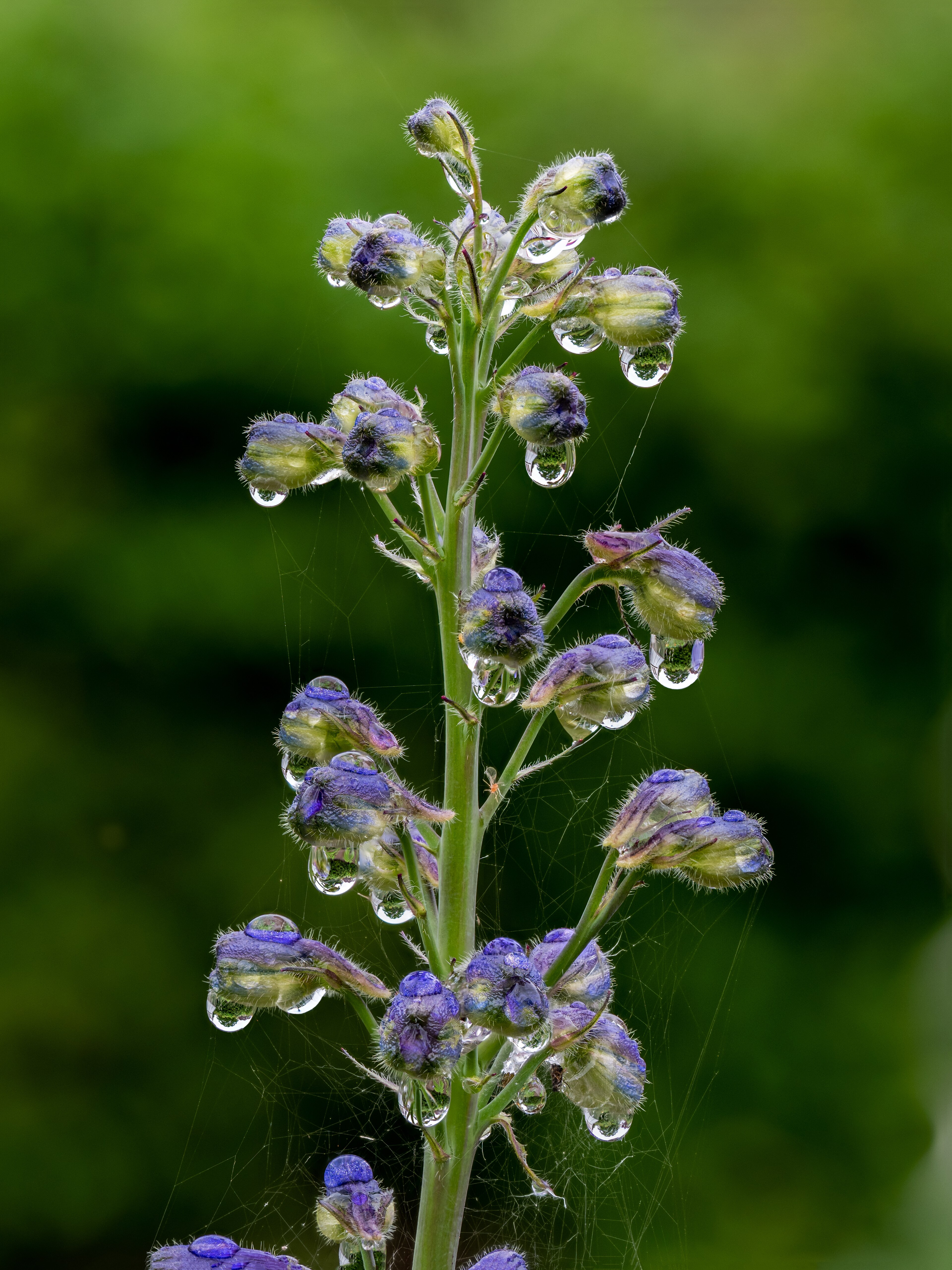 Pied-d'alouette bleu, fleur de naissance de juillet