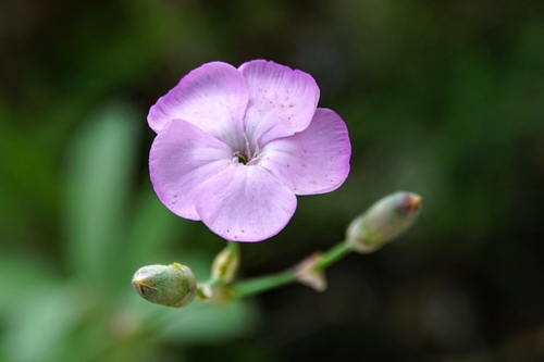 Dianthus caryophyllus — photo 1