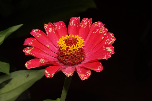 Zinnia elegans — photo 1