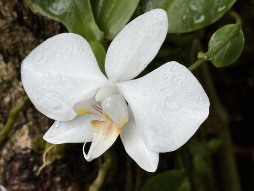 Phalaenopsis amabilis (moon orchid): origin and uses โ photo 1