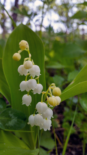 Muguet de Keiske (Convallaria keiskei) — photo 2