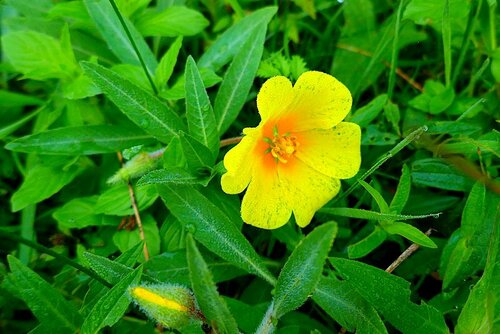 Jussie à grandes fleurs (Ludwigia grandiflora) — photo 2