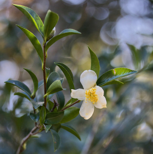 Camellia sasanqua — photo 2