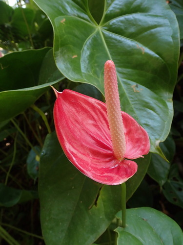 Anthurium andraeanum — photo 3