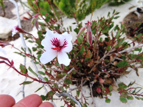 Pelargonium — photo 3