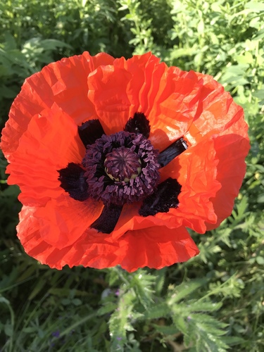 Pavot d'Orient (Papaver orientale) — photo 1