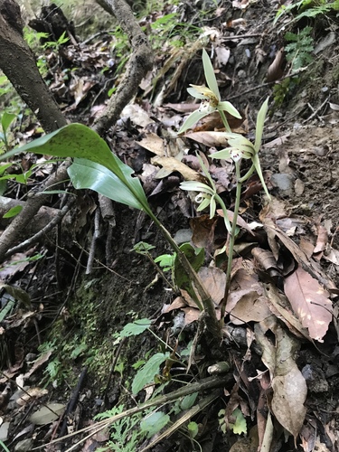 Cymbidium — photo 2