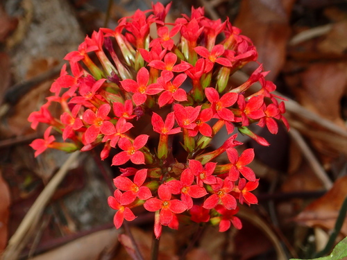 Flaming katy (Kalanchoe blossfeldiana): origin and uses — photo 1