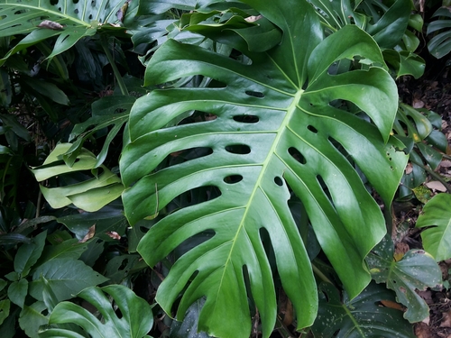 Monstera deliciosa — photo 1