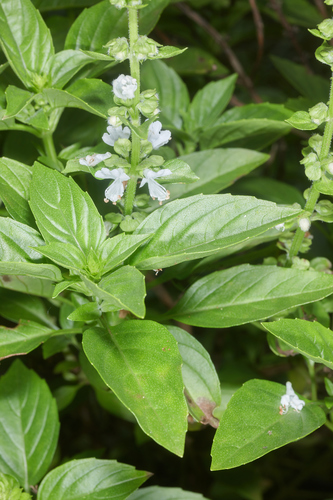 Ocimum basilicum — photo 1