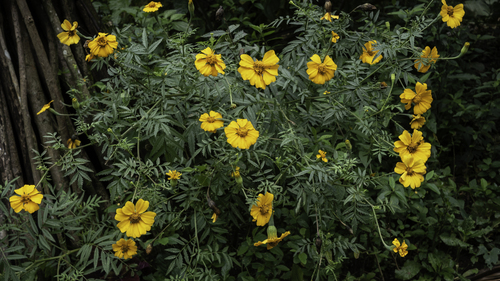 Rose d'Inde (Tagetes erecta) — photo 2
