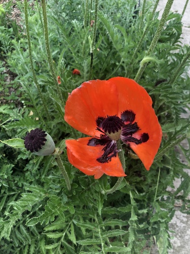 Pavot d'Orient (Papaver orientale) — photo 2
