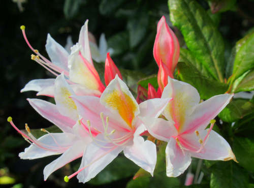 Rhododendron — photo 1