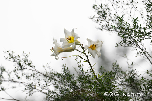 Lys royal (Lilium regale) — photo 2