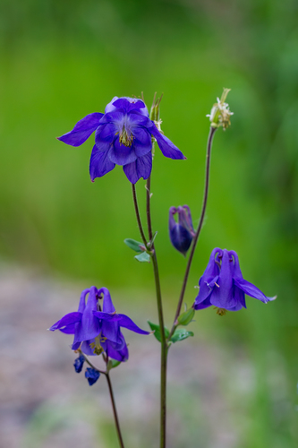 Aquilegia vulgaris — photo 1