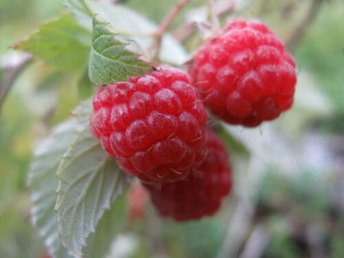 Rubus idaeus — photo 1