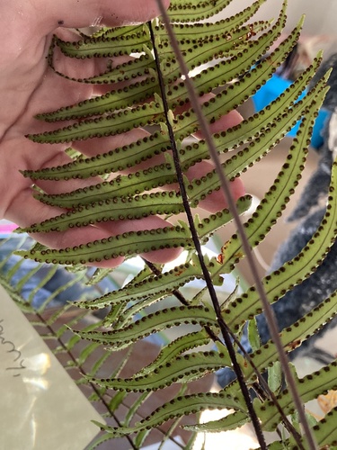 Southern sword fern (Nephrolepis exaltata): origin and uses — photo 2