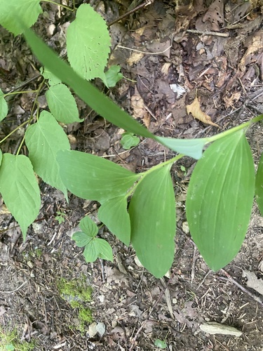 Sceau-de-Salomon odorant (Polygonatum odoratum) — photo 2