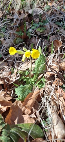 Primula veris — photo 3