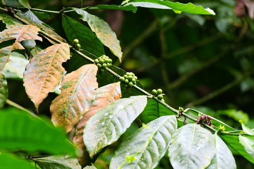 Coffee (Coffea arabica): origin and uses — photo 2