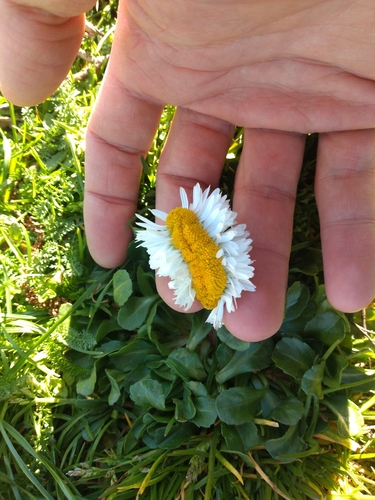 Bellis perennis — photo 2