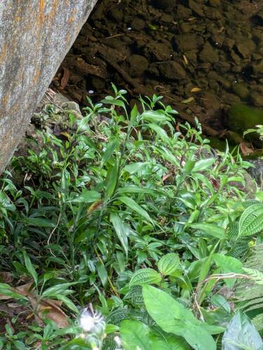 Lucky bamboo (Dracaena sanderiana): origin and uses — photo 3