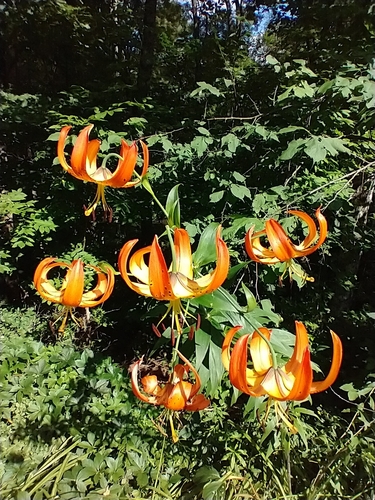 Lys (Lilium spp.) — photo 3