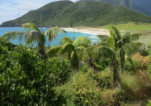 Kentia palm (Howea forsteriana): origin and uses โ photo 2