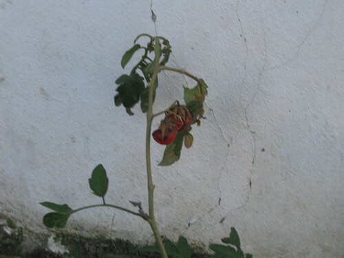 Tomato (Solanum lycopersicum): origin and uses — photo 3