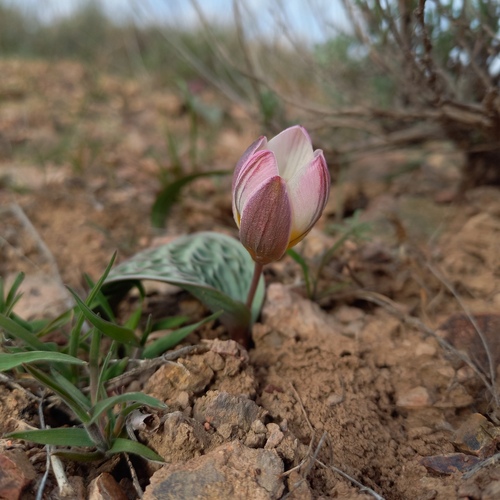Tulipe (Tulipa) — photo 2