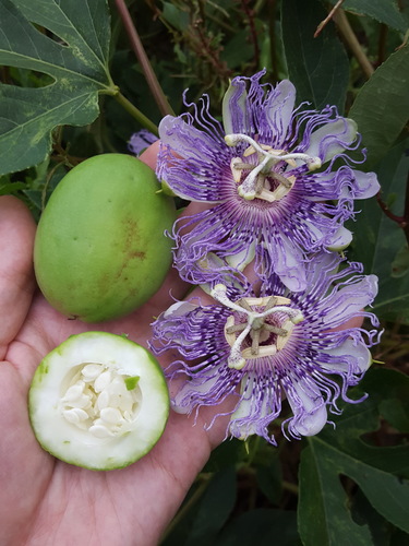 Passiflora incarnata — photo 1