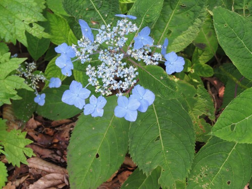 Hydrangea serrata — photo 2