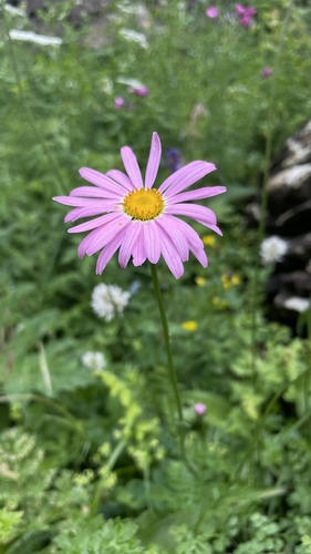 Tanacetum coccineum — photo 1
