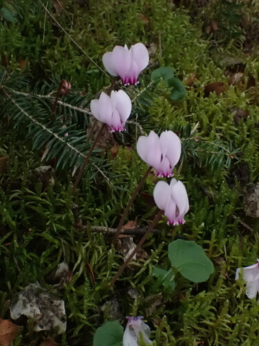 Cyclamen hederifolium — photo 3