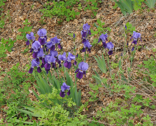 Iris des jardins (Iris × germanica) — photo 2