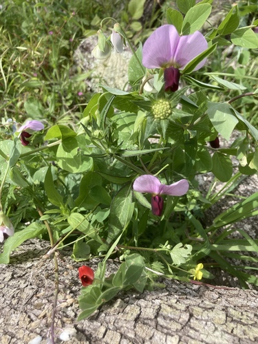 Lathyrus oleraceus — photo 2