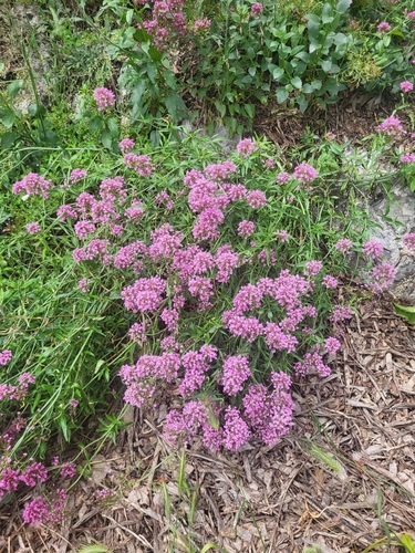 Valériane rouge (Valeriana rubra) — photo 2